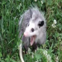 trash69420-HotdogDivers icon