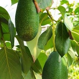 trolleyOZ-forestbutterfix icon