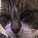 violetviolence-VioletViolence icon