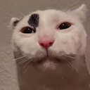 vodfrog-frogTunesForTheBoys icon