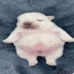 waffledog22-FunnyTelevision icon