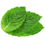wellme-Mint_tea-0.0.0 icon