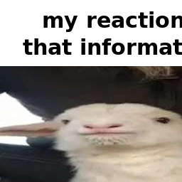 whatsamotto-AAAA icon