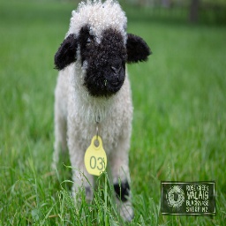 whatsamotto-sillyswampmansoeee icon