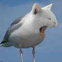 white_fox-White_fox_Company icon