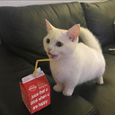 whomstve-SongsForSillyDives icon