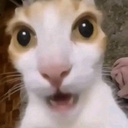 windsfail-windsfailsCompany icon