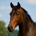 x753-Horse_Only icon