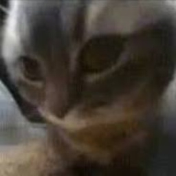 xeph-Chipichipichapachapa icon