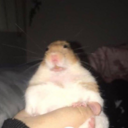 zabava-Vedosiki icon