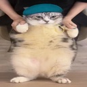 zaincult-ZainCult_QOL icon